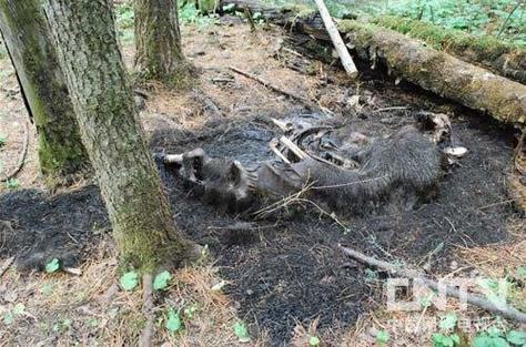 屠尸神枪手新手必读，资深玩家的实用秘籍