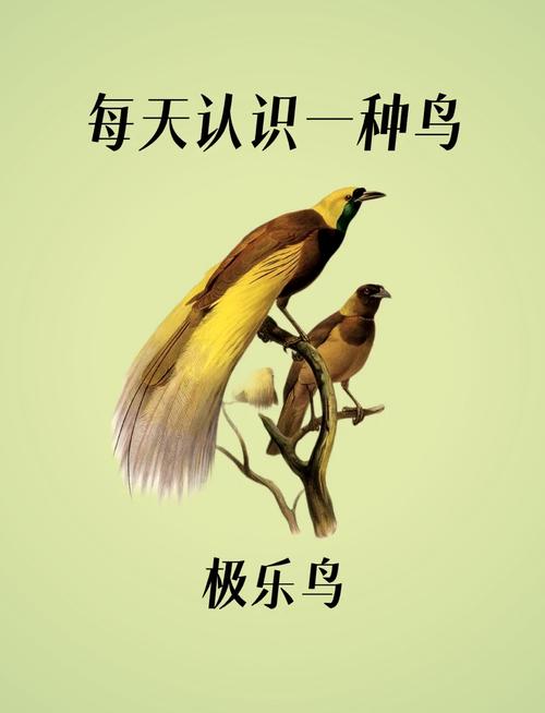 探索我的鸟生存，乐趣与挑战并存