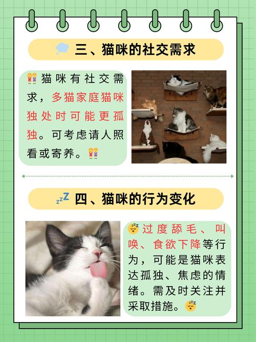 深入探索猫小喵手游,好玩与否及玩法全解