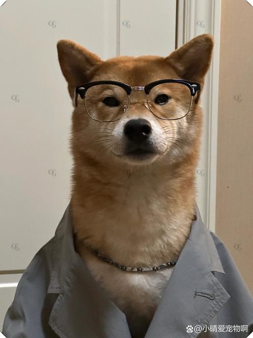 期待满满!解围小柴犬公测上线时间抢先知晓