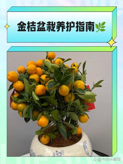 乌冬的旅店,金桔盆栽解锁与获取全攻略