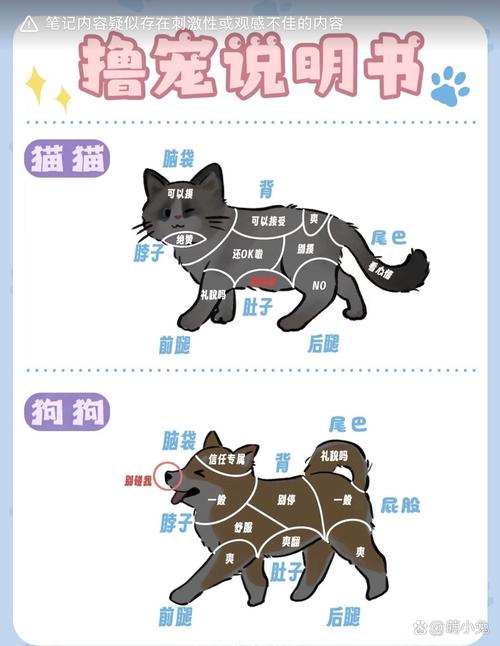 深度剖析猛宠大作战，魅力与玩法全揭秘